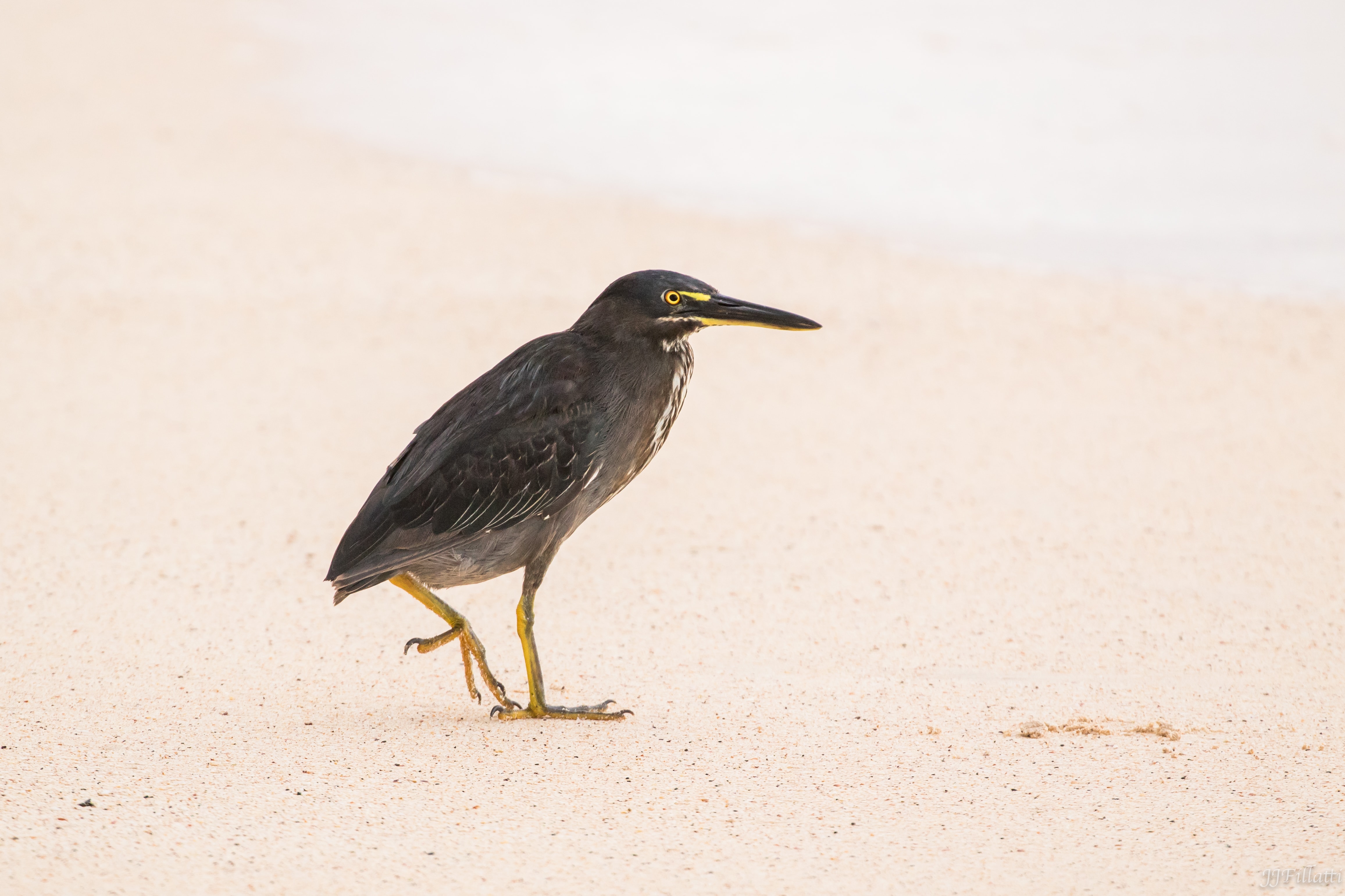 bird of galapagos image 5